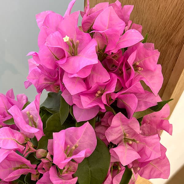 園芸ネット本店｜ブーゲンビレア：ベラ ピンク3.5号ポット の通販【公式】