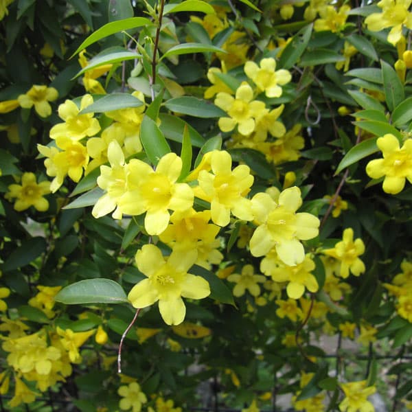 園芸ネット本店｜カロライナジャスミン4号鉢植え の通販【公式】