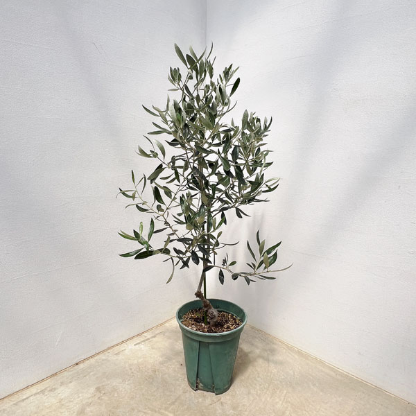園芸ネット本店｜オリーブ：カラマタ（接木） 8号硬質ポット の通販