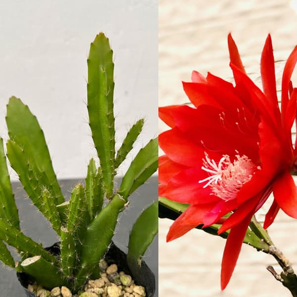 園芸ネット本店｜クジャクサボテン：レッド系 3号ポット の通販【公式】