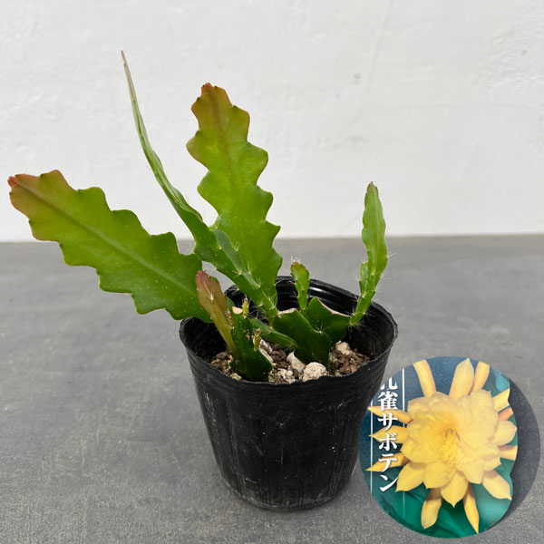 園芸ネット本店｜クジャクサボテン：イエロー系 3号ポット の通販【公式】