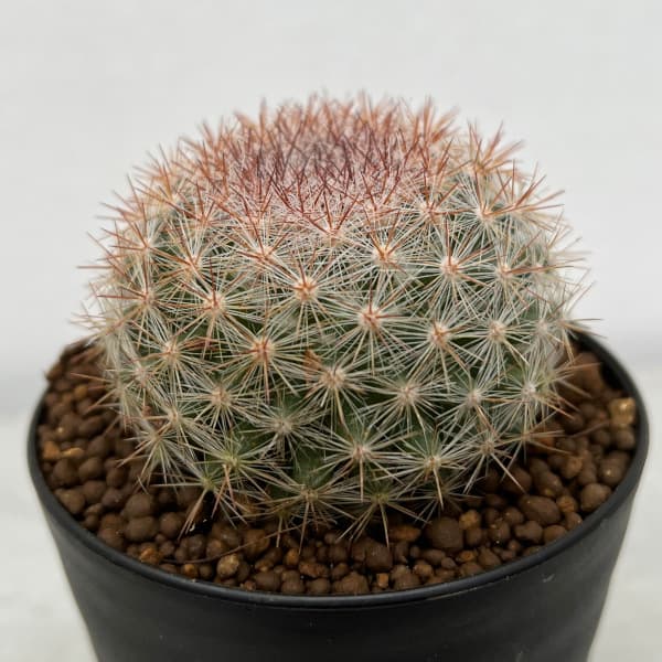 園芸ネット本店｜マミラリア：桜月 3号ポット の通販【公式】