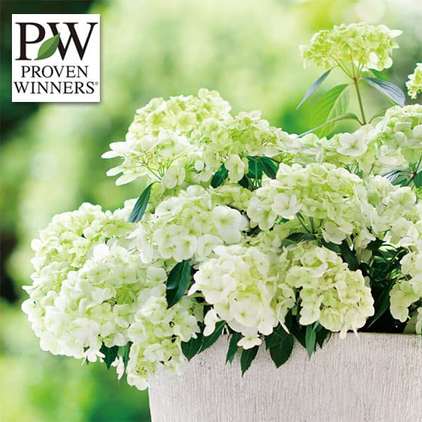 園芸ネット本店｜ラグランジア（アジサイ）：シャンデリーニ5号ロング