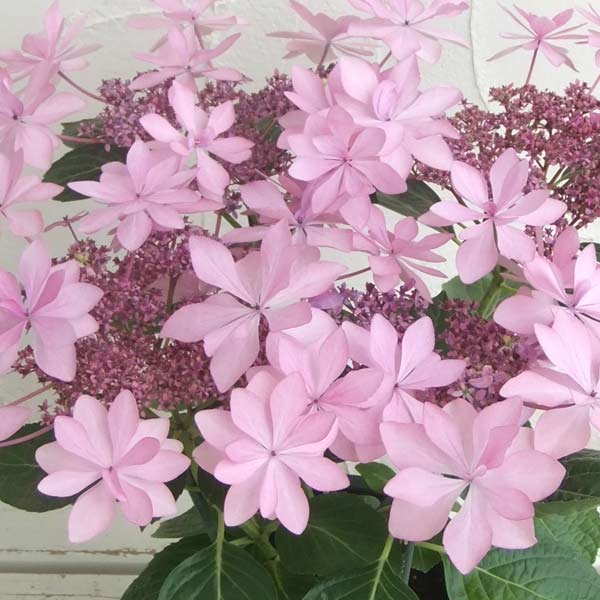 園芸ネット本店｜アジサイ：ダンスパーティー（ピンク）3.5号ポット の