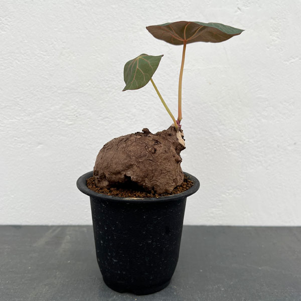 園芸ネット本店｜[ザ・ファームセレクト]ステファニア：カウィーサキー