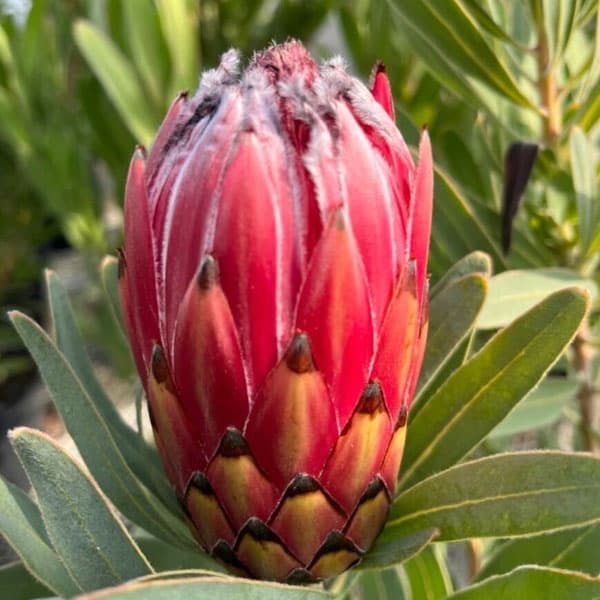 園芸ネット本店｜プロテア：フロステッドファイヤー 8号鉢植え の通販