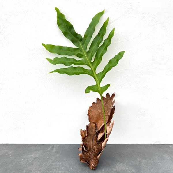 園芸ネット本店｜ドリナリア：クエルシフォリアM の通販【公式】