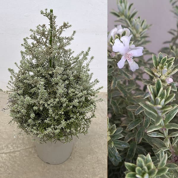 園芸ネット本店｜ウエストリンギア スモーキーホワイト・ツリー仕立て8