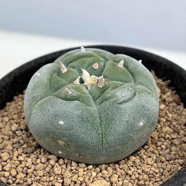 園芸ネット本店｜サボテン：ロフォフォラ 銀冠玉（ぎんかんぎょく