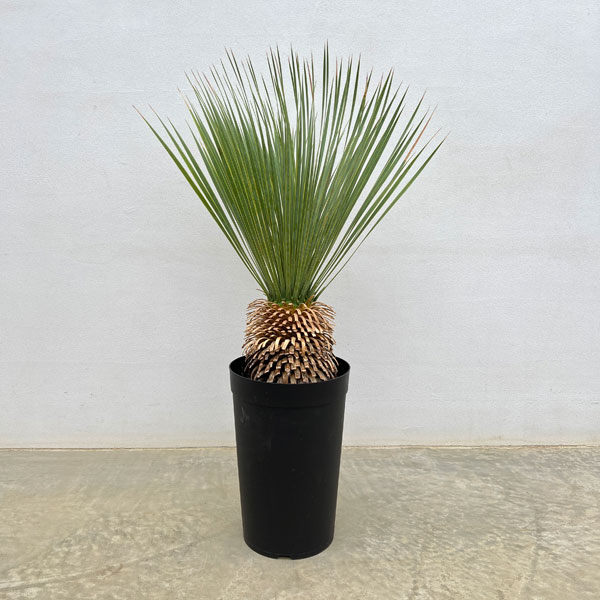 園芸ネット本店｜ユッカ：ロストラータ 7号鉢植え* の通販【公式】