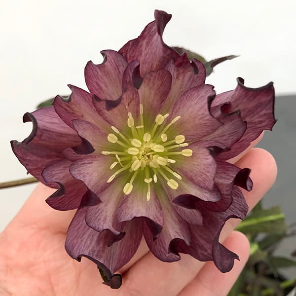 園芸ネット本店｜クリスマスローズ：セレクトダブル25-62HEXE(ヘックス