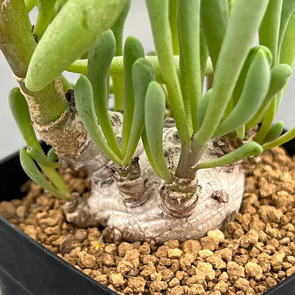 園芸ネット本店｜[ザ・ファームセレクト]オトンナ：クラビフォリア 2.5