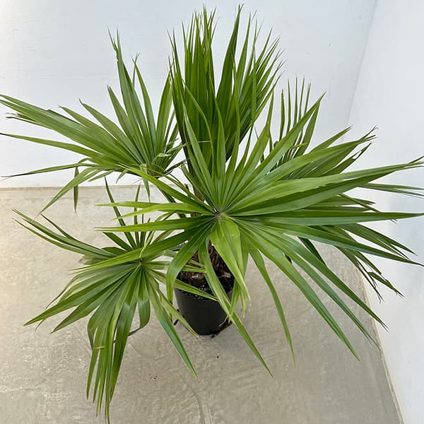 園芸ネット本店｜ヤシ：ビロウヤシ 6号鉢植え の通販【公式】