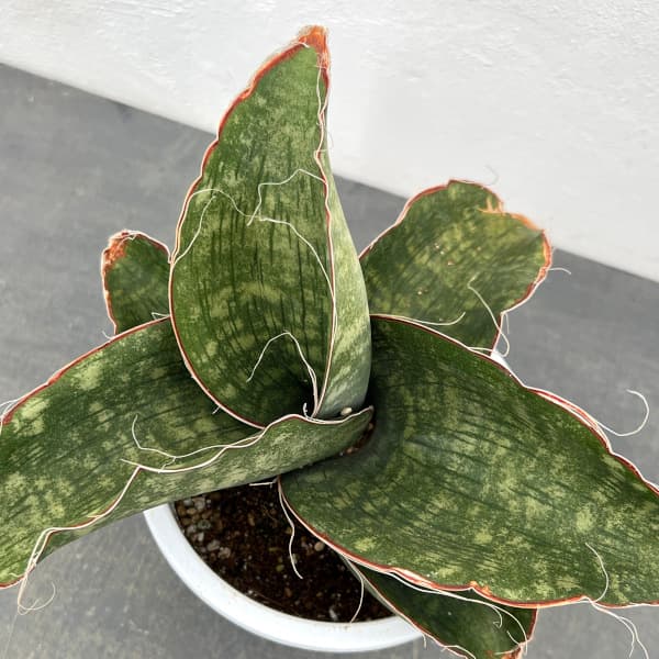 園芸ネット本店｜サンセベリア：ドラゴンウイング 5号鉢入り の通販