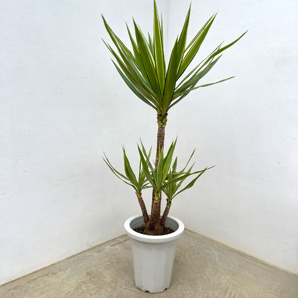 園芸ネット本店｜ユッカ：エレファンティペス 斑入り 8号 の通販【公式】