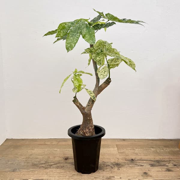 園芸ネット本店｜パキラ：ミルキーウェイ 8号鉢植え25-01 の通販【公式】