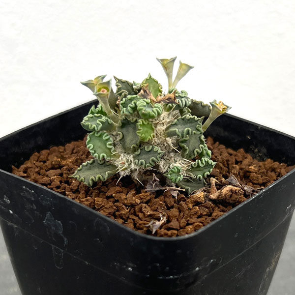 園芸ネット本店｜[ザ・ファームセレクト]ユーフォルビア：トゥレアレン