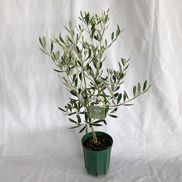 園芸ネット本店｜オリーブ：コレッジョラ 5号ポット* の通販【公式】