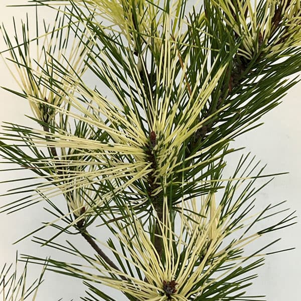 園芸ネット本店｜マツ（松）：ジャノメアカマツ（蛇の目赤松）7号