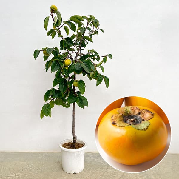 園芸ネット本店｜カキ（柿）：太秋（たいしゅう）8号鉢植え[実付き株