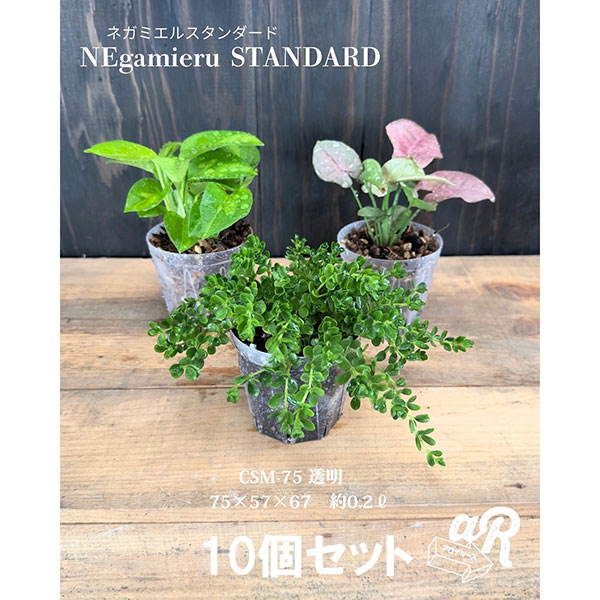 園芸ネット本店｜スリット鉢（透明）：ネガミエルスタンダード2.5号 10