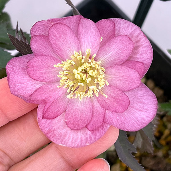 園芸ネット本店｜クリスマスローズ：スウィングダブル26-22／1.5L