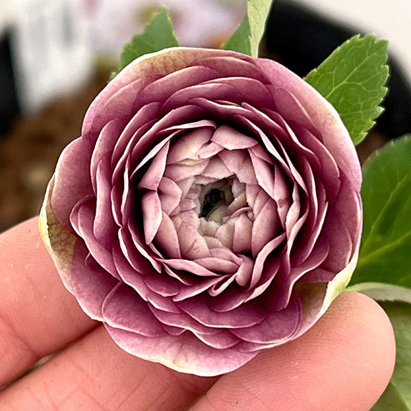 園芸ネット本店｜吉田園芸さんのクリスマスローズ：超多弁交配26-09