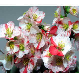 園芸ネット本店｜ボケ（木瓜）：越の輝（コシノカガヤキ）3～4号ポット