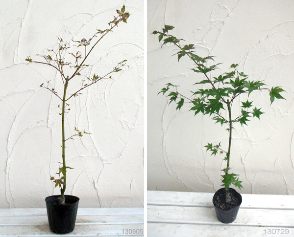 園芸ネット本店｜モミジ：五月紅（サツキベニ）4号ポット の通販【公式】