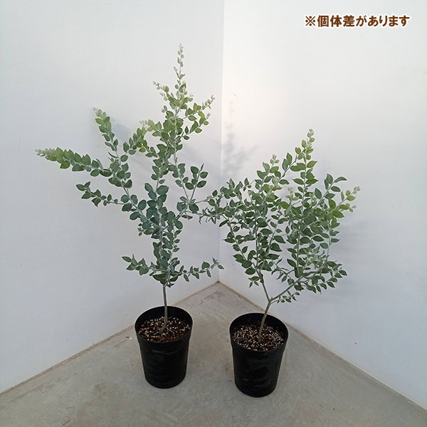 園芸ネット本店｜アカシア：パールアカシア6号鉢植え の通販【公式】