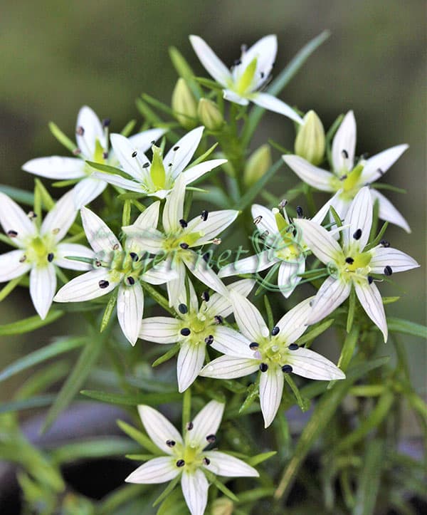 園芸ネット本店｜センブリ2.5号ポット の通販【公式】