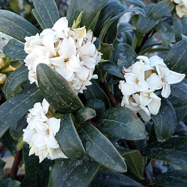 園芸ネット本店｜ジンチョウゲ（沈丁花）：白花4.5～5号ポット の通販