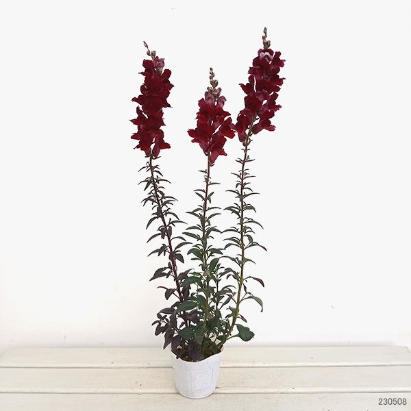 園芸ネット本店｜金魚草（キンギョソウ）：ブロンズレッド3-3.5号