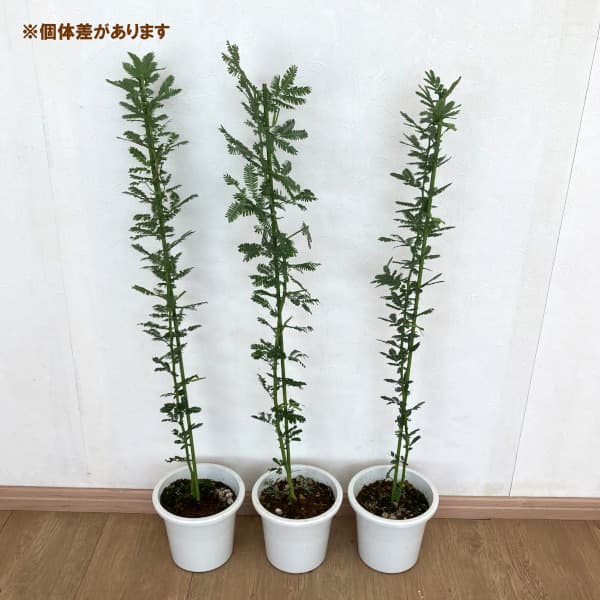 園芸ネット本店｜アカシア：ギンヨウアカシア 5号ポット の通販【公式】