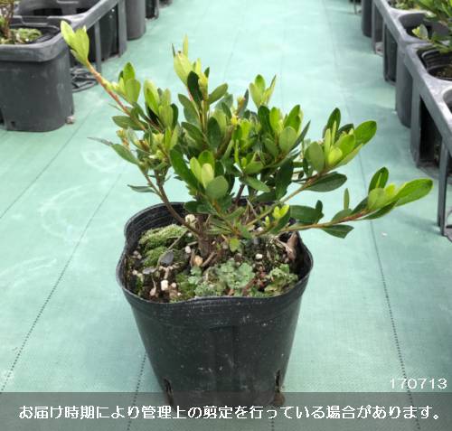 園芸ネット本店｜サツキツツジ：大盃（おおさかずき・ピンク一重）5号