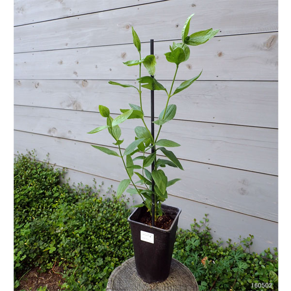 園芸ネット本店｜クレマチス：ハクレイ（白麗）4.5号ポット（インテグ