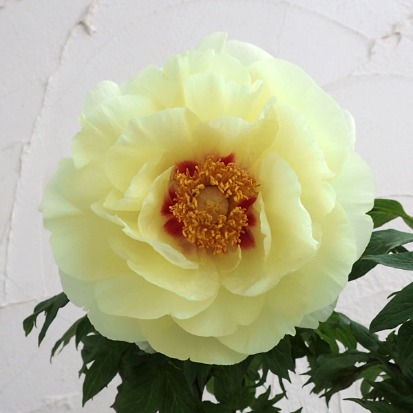 園芸ネット本店｜牡丹（ボタン）：黄冠（オウカン）3～4年生苗8号