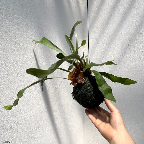 園芸ネット本店｜ビカクシダ（コウモリラン）：ネザーランド苔玉3.5号