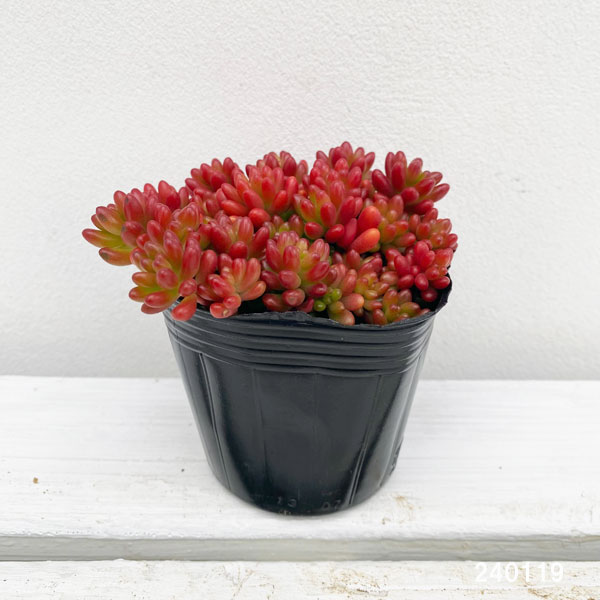 園芸ネット本店｜セダム：虹の玉3.5号ポット の通販【公式】