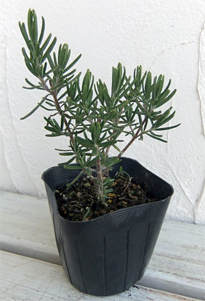 園芸ネット本店｜ローズマリー（立性）：マジョルカピンク3号ポット の