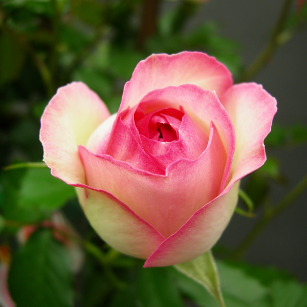 園芸ネット本店｜[送料無料][早届け][2024年 母の日ギフト][予約]つる