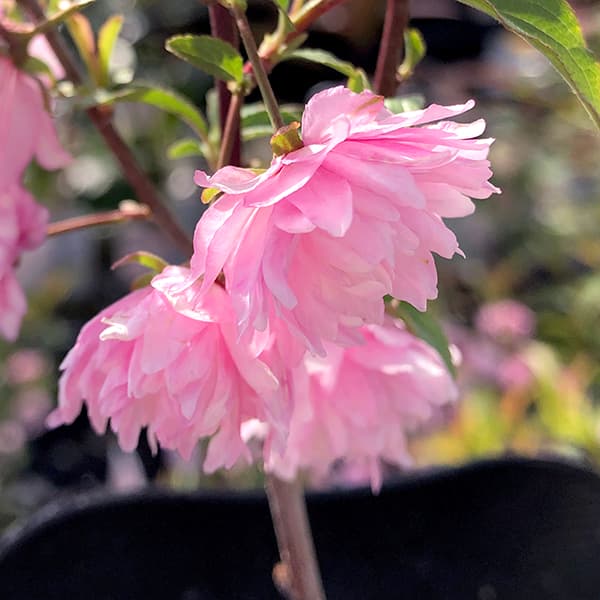 園芸ネット本店｜ニワザクラ（庭桜）：赤（ピンク）花 3-3.5号ポット