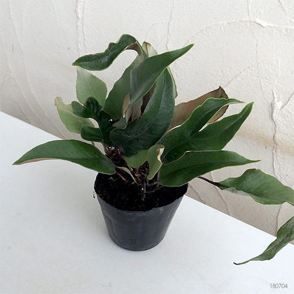 園芸ネット本店｜シダ：ヒトツバ3.5号ポット の通販【公式】