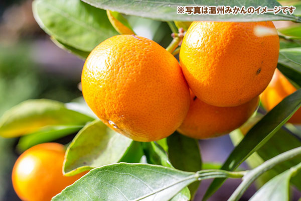 園芸ネット本店｜ミカン：温州みかん みやがわわせ（宮川早生）4-5号
