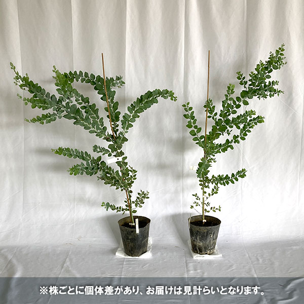 園芸ネット本店｜アカシア：パールアカシア7号ポット樹高1.2m の通販