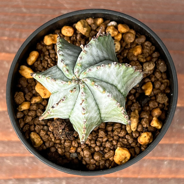 園芸ネット本店｜ユーフォルビア：ホリダ2.5号鉢植え の通販【公式】