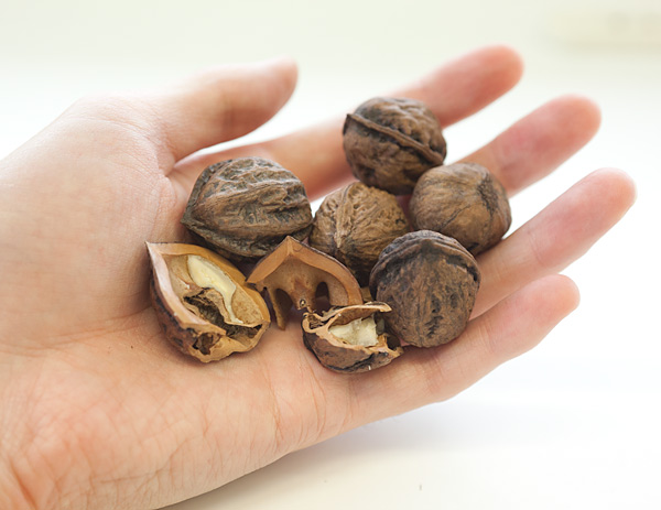 園芸ネット本店｜クルミ：オニクルミ（鬼グルミ）4～5号ポット の通販