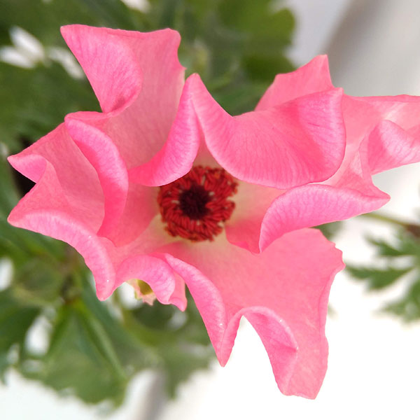 園芸ネット本店｜ラナンキュラス：ラックス イーシス5号鉢植え の通販