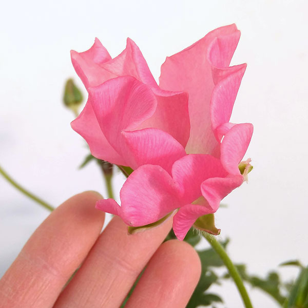 園芸ネット本店｜ラナンキュラス：ラックス イーシス5号鉢植え の通販