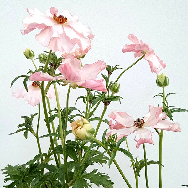 園芸ネット本店｜ラナンキュラス：ラックス イーシス5号鉢植え の通販